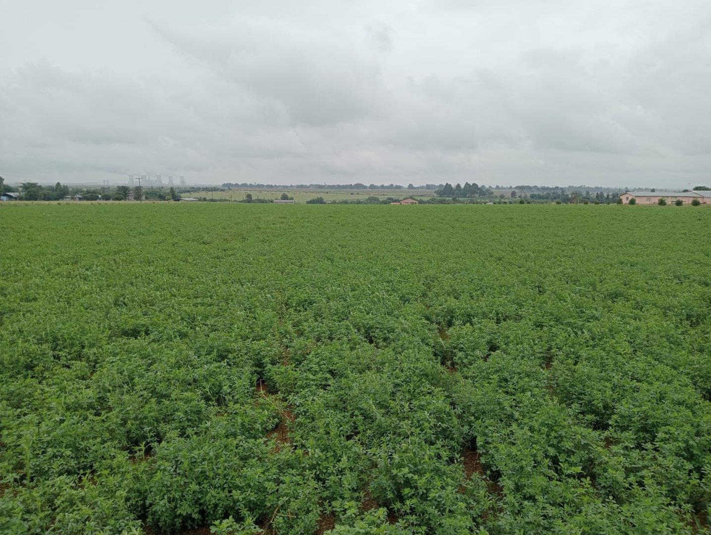 Farm for Sale - Gauteng